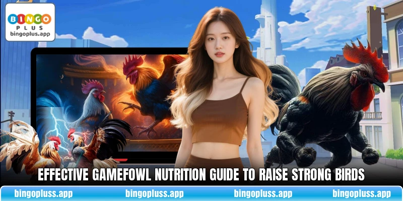 Effective Gamefowl Nutrition Guide to raise strong birds