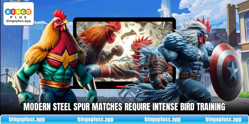 Modern steel spur matches require intense bird training